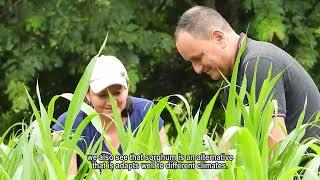 CACCIA SORGHUM