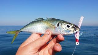 Bait Gone in SECONDS!! Giant Fish Feeding Frenzy!?!