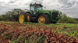 Peanut Harvest