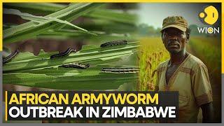 Devastating Armyworm Outbreak Spreads Across 30 Districts In Zimbabwe | World News | WION