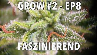 GROW Season 2  Outdoor - Episode 8 - Woche 9-11 🪴 2x Sticky Orange XXL Auto 🪴 1x Cosmos F1 CBD