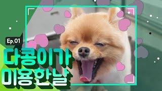 다콩이가 미용한 날 (효과음 교체본)