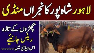 Latest Lahore Shahpur Kanjra Cow Updates ️‍| Lahore Mandi Bohat Teez 