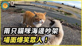 兩只貓咪海邊吵架，場面爆笑眾人！|#靈寵王國 #報恩  #動物 #重逢 #奇跡 #不可思議 #貓 #驚人 #暖心  #真實故事  #流浪貓 #感動 #救援