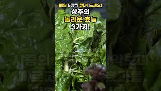 상추의 놀라운 효능 3가지 매일 5장씩 꾸준히 드셔보세요 #shorts #건강정보 #상추