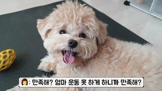 이렇게 이쁜 날 두고 운동을 한다고? [다견가정VLOG] 강아지 세마리 브이로그