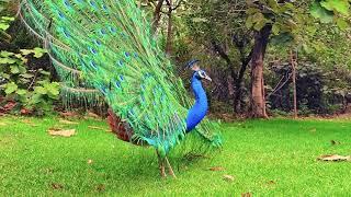 Peaceful Peacock