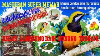 CUCAKCUNGKOK FULL ISIAN MASTERAN MEWAH TERBAIK UNTUK MURAI BATU & BURUNG KICAUpemasteran ada jeda