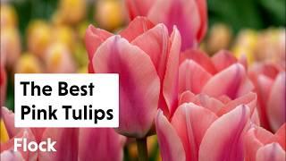 PINK, SALMON, CORAL, & COPPERY-Colored TULIPS — Ep. 282