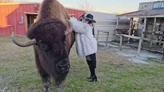 Pet Bison gets Scratches from  CowGirl