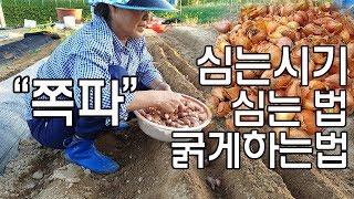 쪽파 심는시기 쪽파심는법 굵게하는법 - Scallions planting