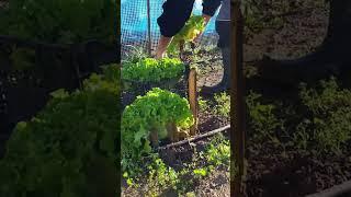 I'M PICKING FRESH LETTUCE FROM THE GARDEN | @gardeneriak