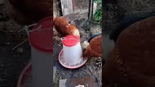 #breakfast ready #chicken #hens #poultry #eggs #uk #india #farm #bangladesh #indonesia #usa #wild