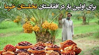 نخستین بار تولید و کشت خرما در افغانستان Date orchards in Afghanistan