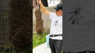I Found a Mega Swarm of Bees Again!