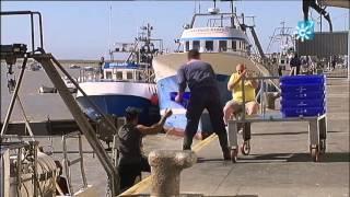 Puerto pesquero y lonja de Barbate  (Cádiz)