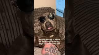 Answer asap mummy #asap #staffordshirebullterrier #fypyoutube #dog