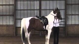 Dressage (French Classical) of Francois Baucher