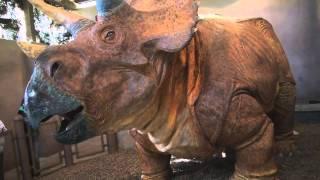 Triceratops Discovery Trail at Jurassic Park in Universal Islands of Adventure