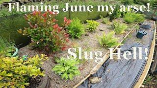 Mid June Vegetable Growing Update . Slug Apocalypse.