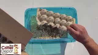 How to Unbox and Store your Live Superworms - The Critter Depot