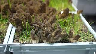 Growing Morels Indoors, Year-round in Denmark