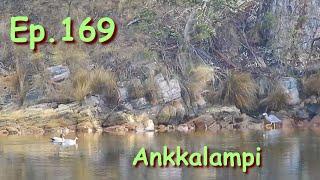 Ep.169. Ankkalampi