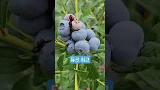 듀크 수확예정 20250621) 듀크 다음주 수확 예정. 많이 익어감. 비만 안오면 수확 예정. #blueberry #블루베리 #듀크