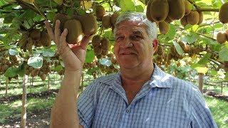 Introducing the Mega Kiwi with California Grower Jerry Kliewer