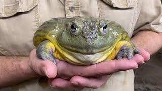 Creature Feature: The African Bullfrog