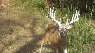 JB's Giant Premium Bow Kill #1