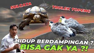 MENYATUKAN KEMBALI TRULEK TOPENG DAN SULCATA..!! GAK  BAHAYA TAH..?!