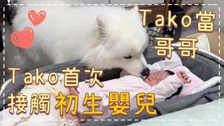 重大宣佈Tako做左哥哥！西摩Tako首次接觸初生嬰兒｜@big_dog_channel