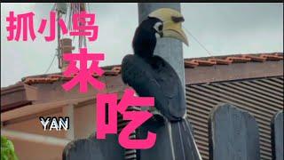 世界稀有#犀鸟 吃小鸟维持生命。联合出手排阵，勘查形势…. Hornbills eat other small birds ｜野生动物告诉什么｜唐青瓷 Cyan Tang #新加坡稀有#小鸟#wild