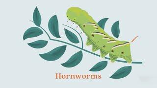 Protect Your Garden: Hornworms