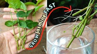 Grow Jasmin FAST// How to Grow Jasmin from Cutting with UPDATE// Arabian Jasmine Plant