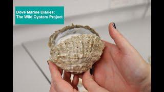 Dove Marine Diaries: The Wild Oysters Project