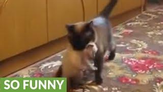 Mother cat snatches crying kitten from toddler