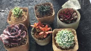 || WHAT IF THE SUCCULENT GETS TOO MUCH SUNLIGHT ? || SUCCULENT CARE TIPS ||