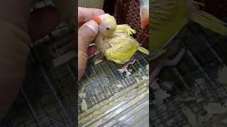 Yellow ringneck parrot chicks  #yellow #ringneckparrot #chicks #viral #sarfaraztaimoor