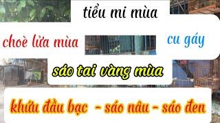 1 nhà chim mùa luôn anh em ơi ️️️ quẹo lựa ️️️️