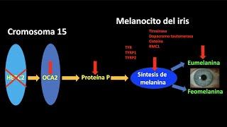 Origen de los ojos azules