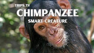 Chimpanzee - Smart Creature - Trips TV