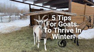 5 Tips For Goats To Thrive In Winter