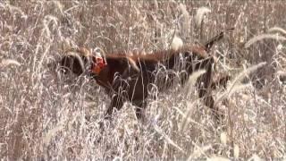 Angela Pham of Gun Dog magazine on first pheasant hunt with vizsla and German shorthaired pointer