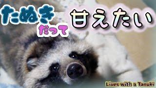 【タヌキと二人暮らし】甘えたいタヌキ(Tanuki is such a baby)