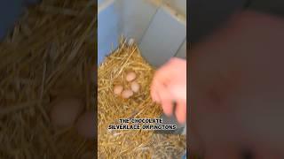 How Many Eggs From My 80+ Chickens? #chickeneggs