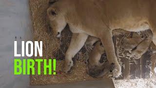 Five Lion Cubs’ Birth Caught On Den Camera at Monarto Safari Park!