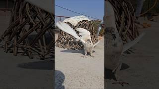 ran away  pigeon viral video #pigeon #kabutar #birds #trending #shortsfeed #shorts