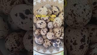 QUAIL  EGGS